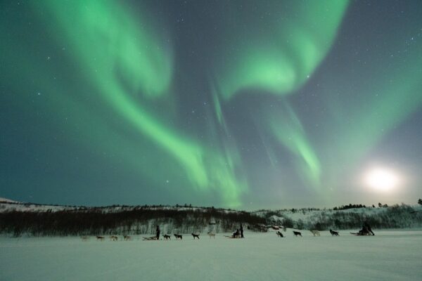 Kirkenes Husky evening tour and Northern light hunt (KI50N-sh) - Image 9
