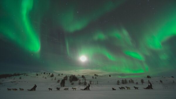 Kirkenes Husky evening tour and Northern light hunt (KI50N-sh) - Image 10