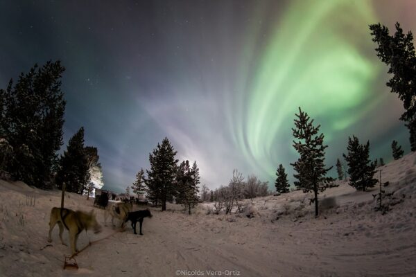 Kirkenes Husky evening tour and Northern light hunt (KI50N-sh) - Image 11