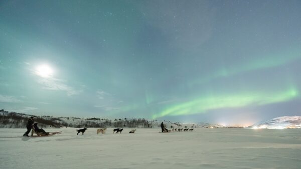 Kirkenes Husky evening tour and Northern light hunt (KI50N-sh) - Image 7