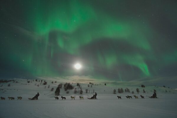 Kirkenes Husky evening tour and Northern light hunt (KI50N-sh) - Image 6