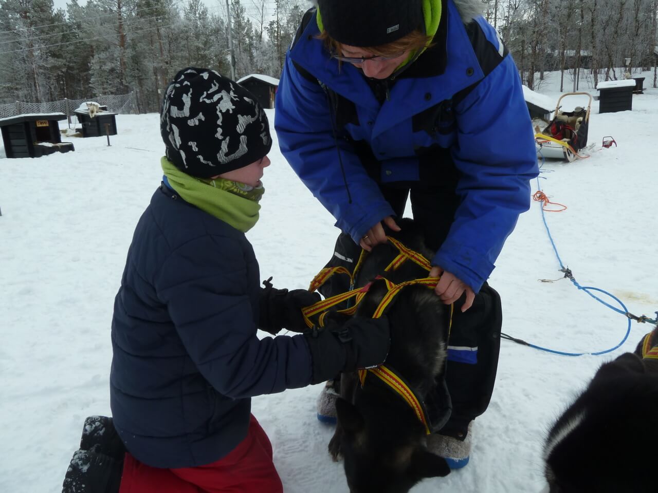 Evening dog-sled tour in the Pasvik valley including dinner and ...