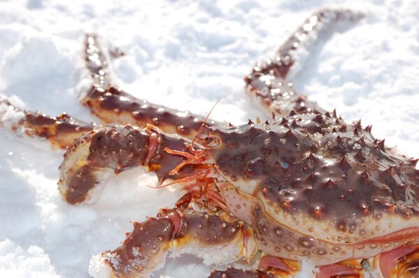 Northern lights – King Crab – Snowmobile (KI08-bs) - Image 2