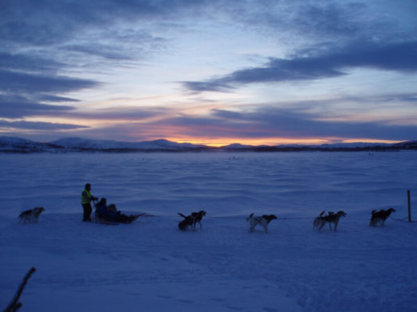 Husky tour in the evening