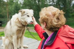 Woman and husky