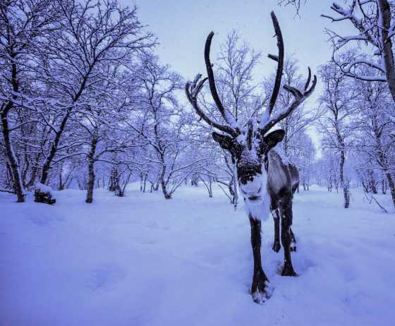 Reindeer in winter