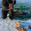 King crab