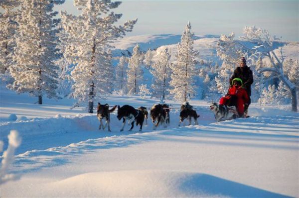 Husky sledding