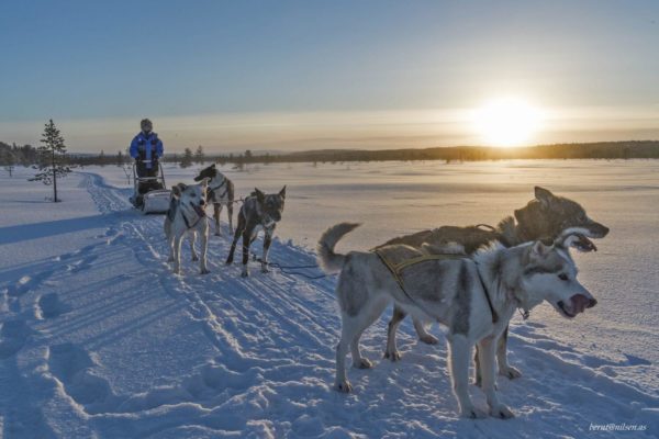 Husky sledge