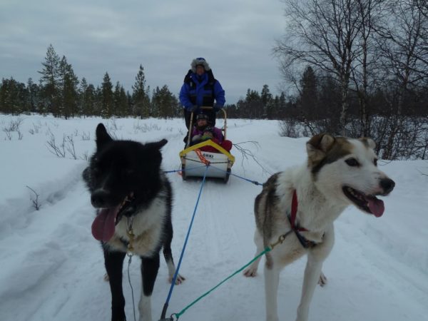 Husky sledding