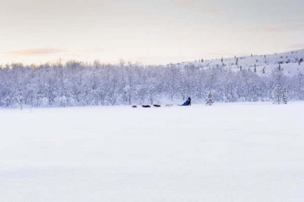 Husky sledge