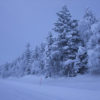 Winter wonderland