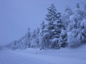 Winter wonderland