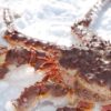 King crab