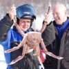 King crab