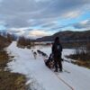 Husky experience Kirkenes - Early bird (KI49E) - Image 7