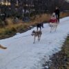 Husky experience Kirkenes - Early bird (KI49E) - Image 8