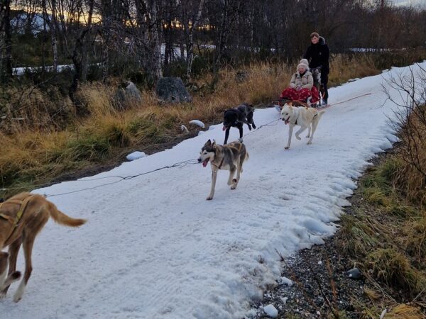 Husky experience Kirkenes - Early bird (KI49E) - Image 8