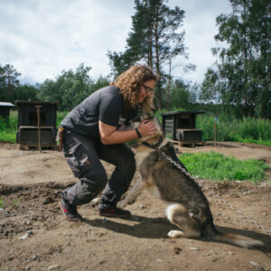 Pasvik sightseeing husky