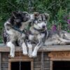 Kirkenes- and Borderland Sightseeing & Visit Snowhotel May-Nov (HS02-pt) - Bilde 8