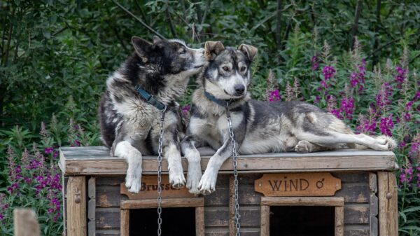 Kirkenes summer highlights in one day, May - Nov (KPS00) - Image 6
