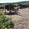 Kirkenes- and Borderland Sightseeing & Visit Snowhotel May-Nov (HS02-pt) - Bilde 11