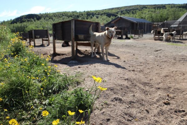 Kirkenes- and Borderland Sightseeing & Visit Snowhotel - private tour (HPS02-pt) - Image 12