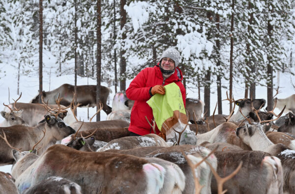 Feed a reindeer and visit a Sami family (GR20 )