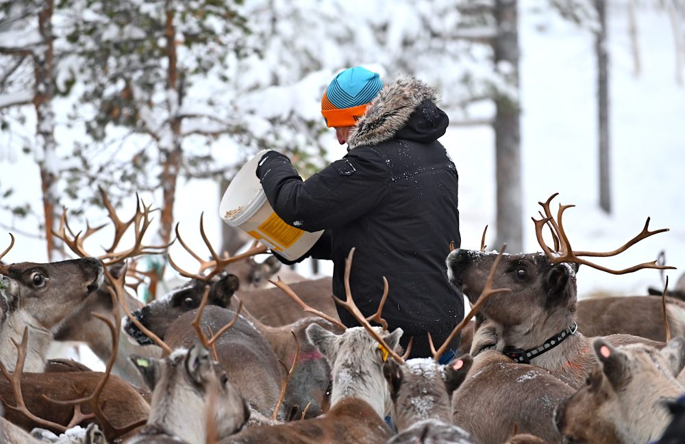 Meet Sami Family & Feed Reindeer (GR20 )