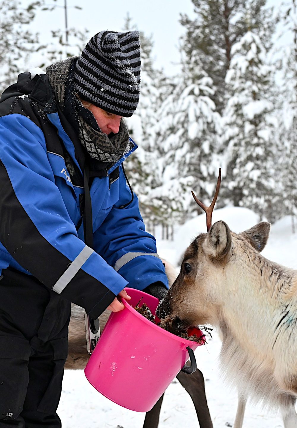 Meet Sami Family & Feed Reindeer (GR20 ) – Image 7