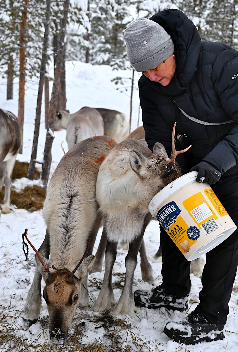 Meet Sami Family & Feed Reindeer (GR20 ) – Image 3
