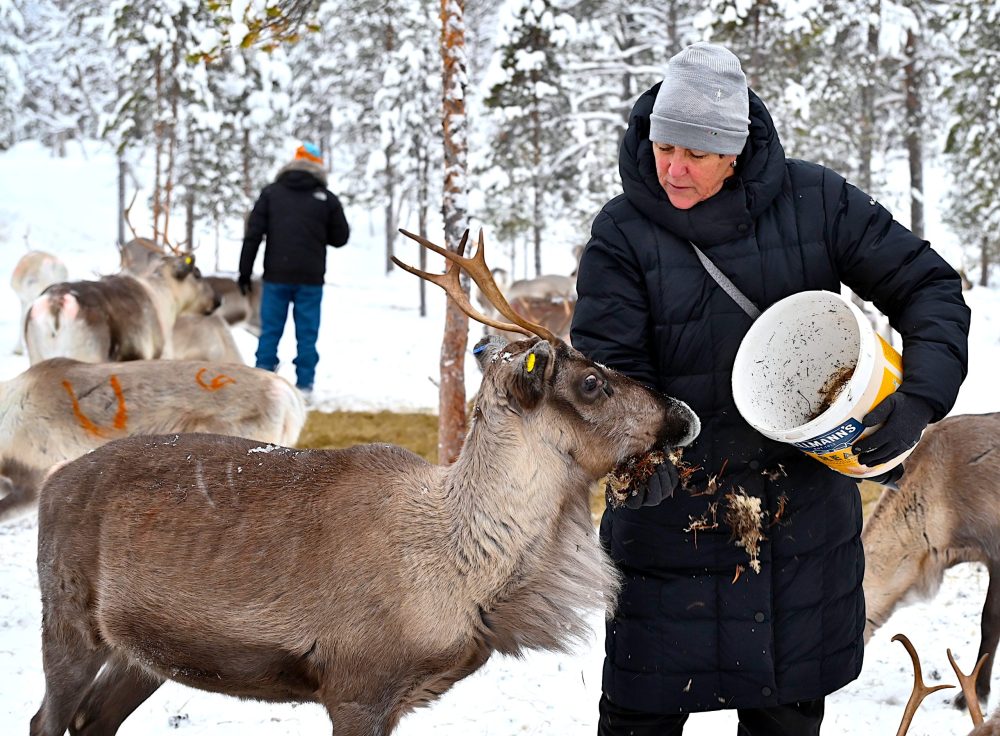 Meet Sami Family & Feed Reindeer (GR20 ) – Image 2