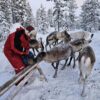 Feed a reindeer with a Sami family (KI20-pt) - Image 5