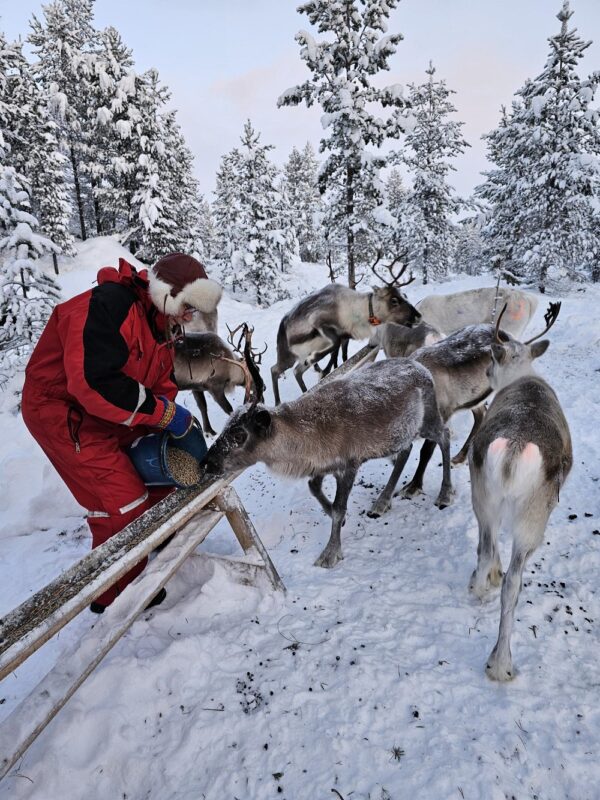Feed a reindeer with a Sami family (KI20-pt) - Image 5