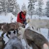 Feed a reindeer with a Sami family (KI20-pt)