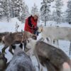 Feed a reindeer and visit a Sami family (GR20 ) – Image 11