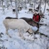Kirkenes Borderland - the Snowhotel - Sami experience, Dec - April (KP06) - Bilde 13