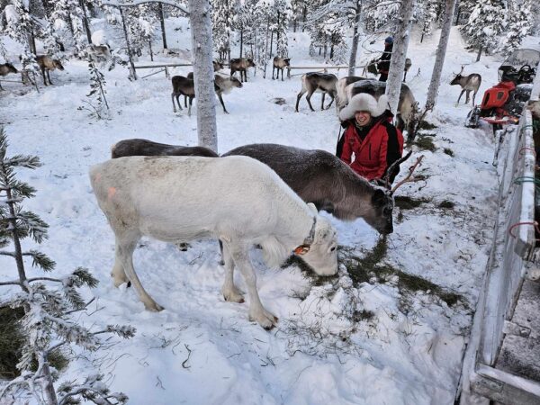 Feed a reindeer with a Sami family (KI20-pt) - Image 15