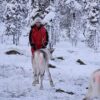 Feed a reindeer and visit a Sami family (GR20 ) – Image 13