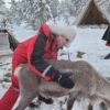 Feed a reindeer and visit a Sami family (GR20 )
