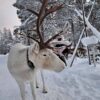 Feed a reindeer and visit a Sami family (GR20 ) – Image 5