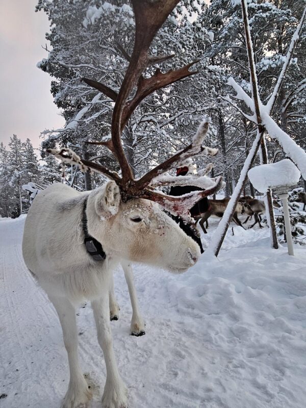 Feed a reindeer with a Sami family (KI20-pt) - Image 14