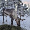 Feed a reindeer and visit a Sami family (GR20 ) – Image 7