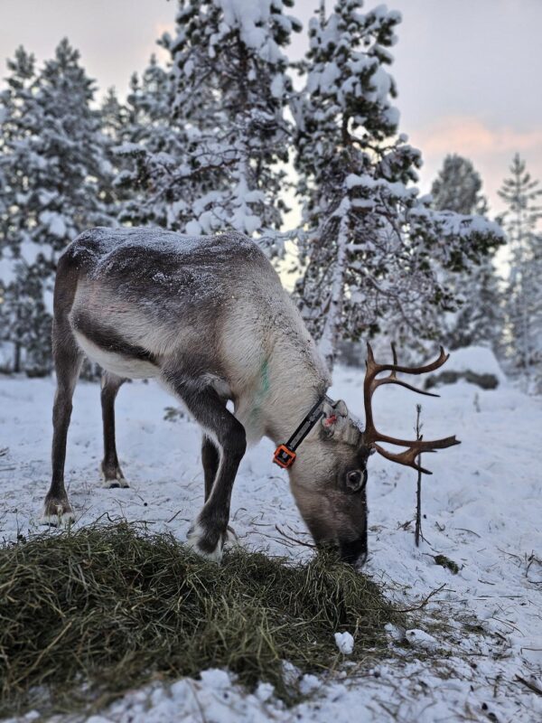 Feed a reindeer with a Sami family (KI20-pt) - Image 13