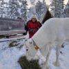 Feed a reindeer with a Sami family (KI20-pt) - Image 4