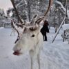 Feed a reindeer and visit a Sami family (GR20 ) – Image 8