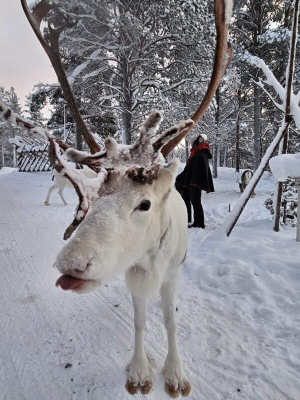 Catch the lights in the Borderland Kirkenes - with 3 overnight stays, Dec - March (KP02) - Image 3
