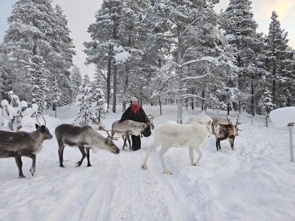 Feed a reindeer with a Sami family (KI20-pt) - Image 12