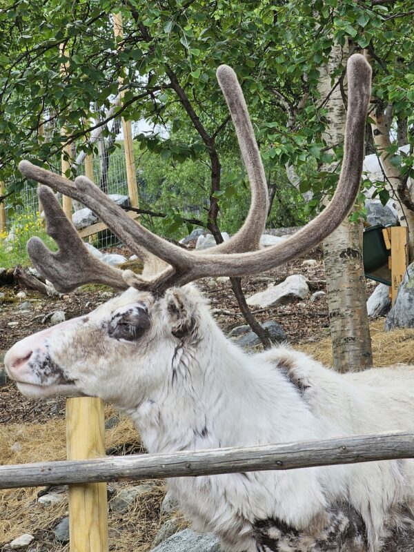 Kirkenes- and Borderland Sightseeing & Visit Snowhotel - private tour (HPS02-pt)