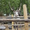 Sami experience and dinner at Snowhotel, Sep - Nov (KS33)